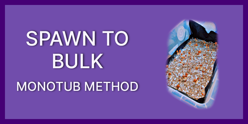 Spawn to Bulk (Monotub Method)