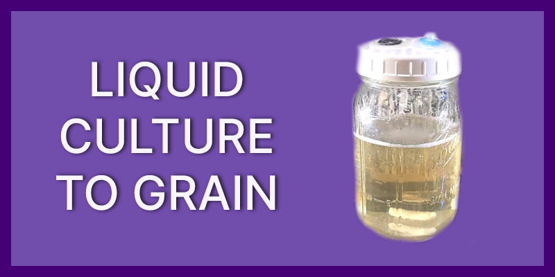 Liquid Culture to Grain